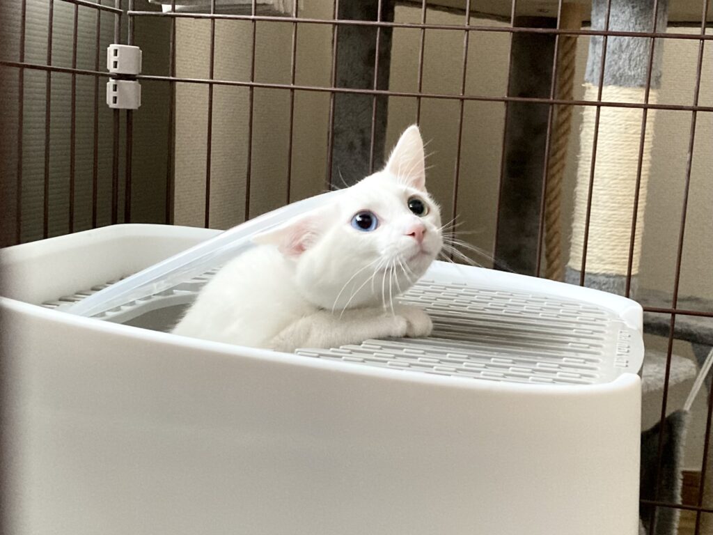 ペット