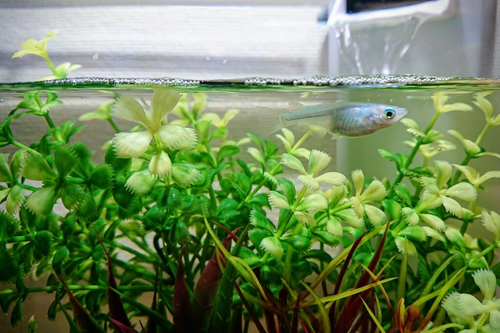 定期的に必要 メダカの水槽の掃除方法や頻度を解説