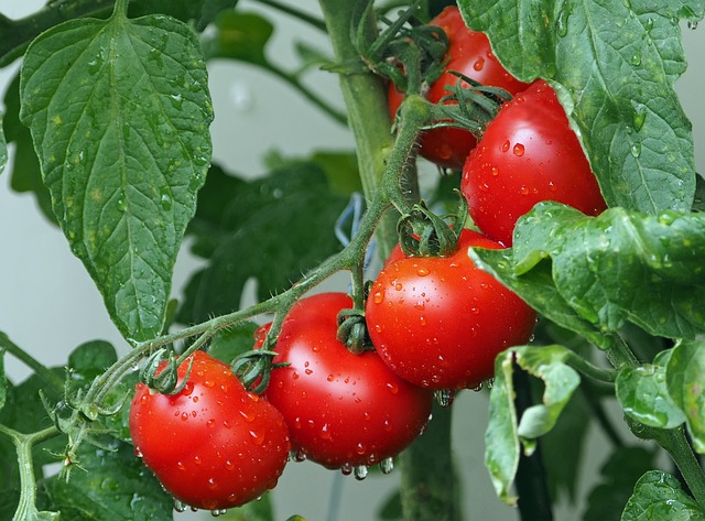 野菜